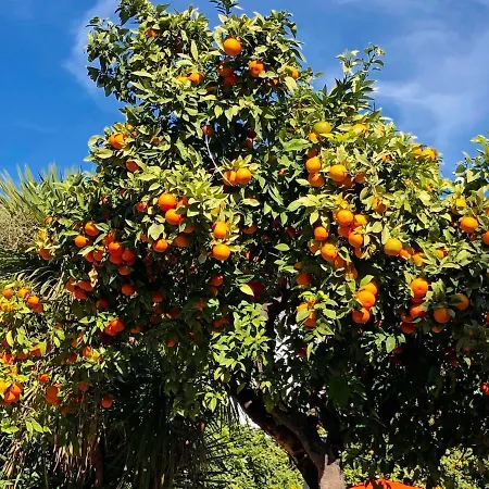 Front Apartment-1st Line 公寓 马尔韦利亚